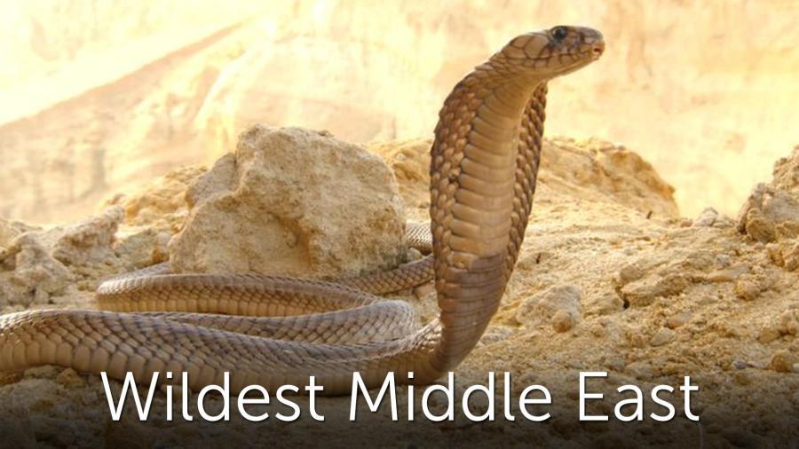 Middle East Insect Wildest Middle East