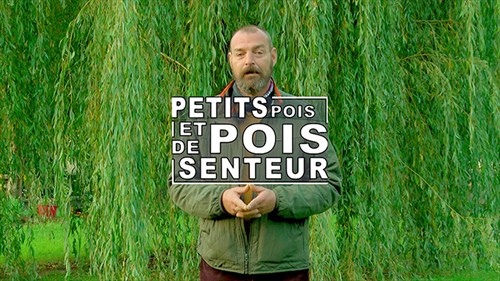 Petits pois et pois de senteur